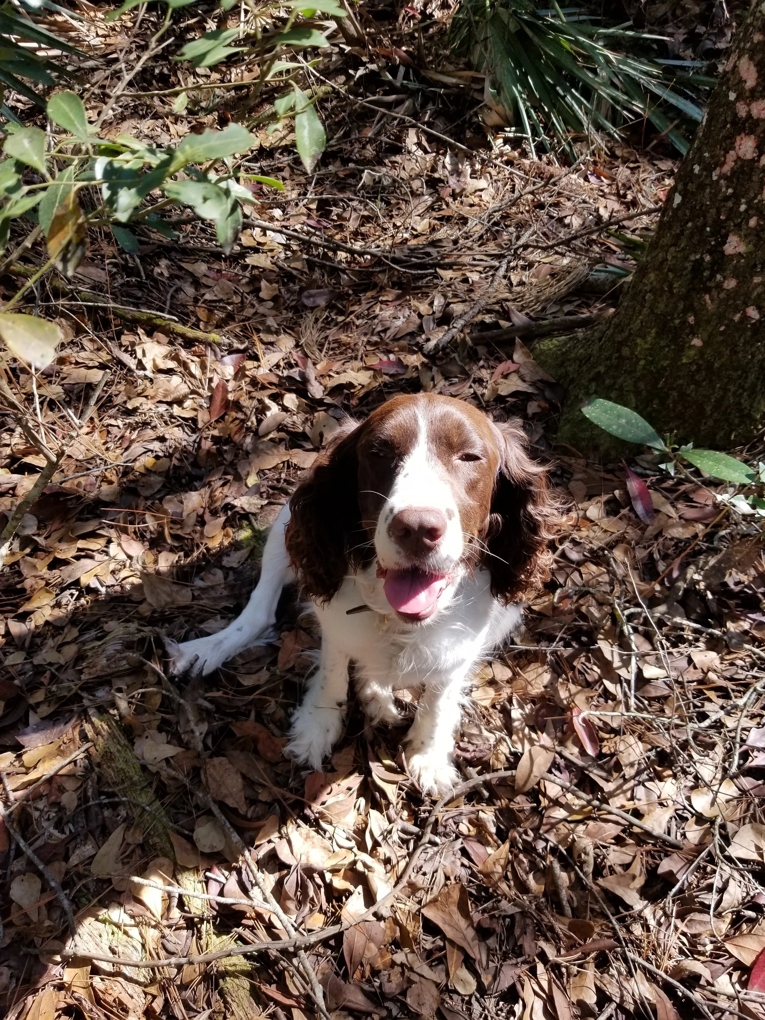 Intrepid Spaniel, Georgia, On Site, FL
