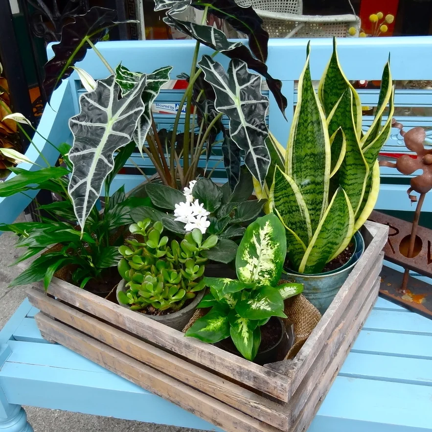 House Warming Plants  The Floral Loft