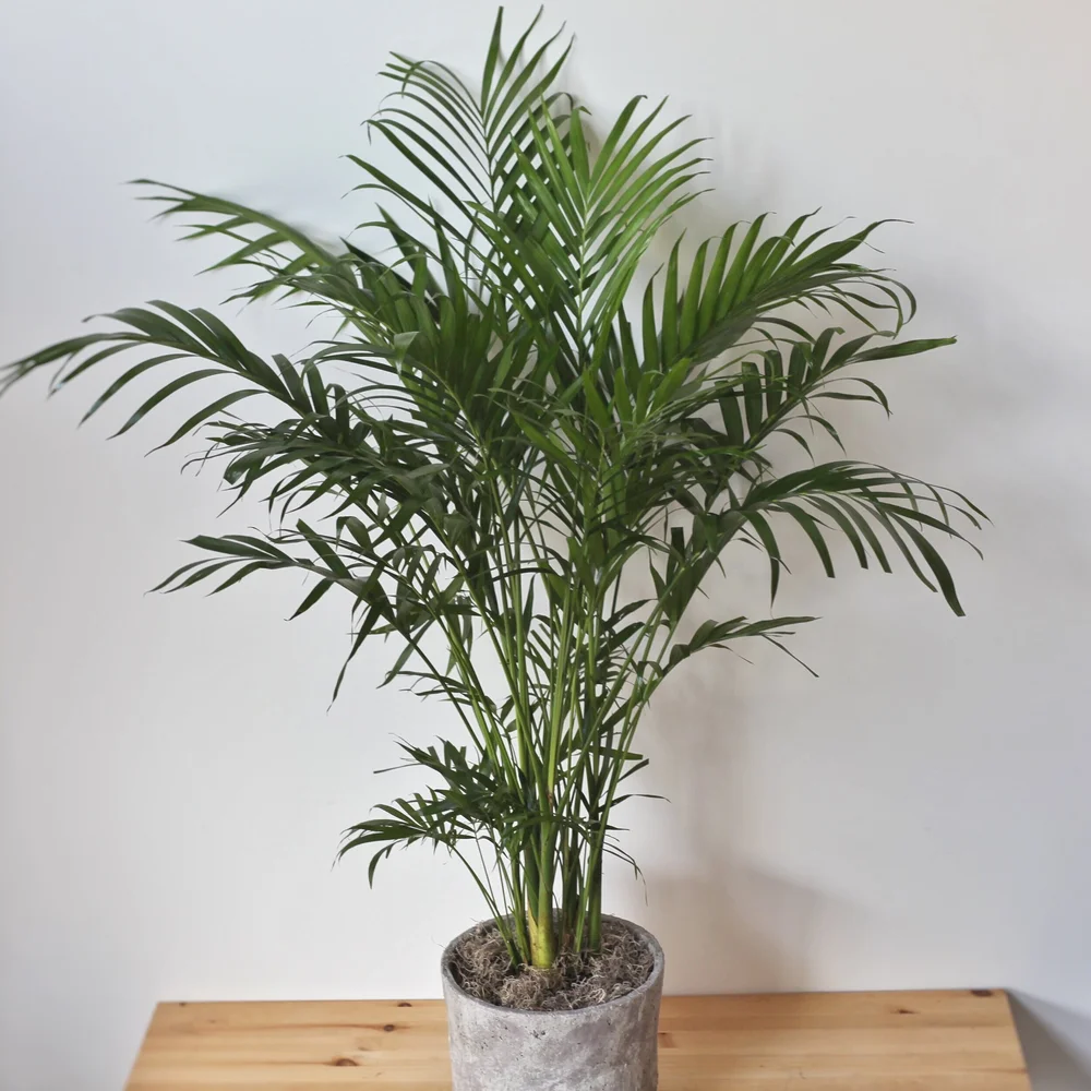Tall Palm Plant  The Floral Loft