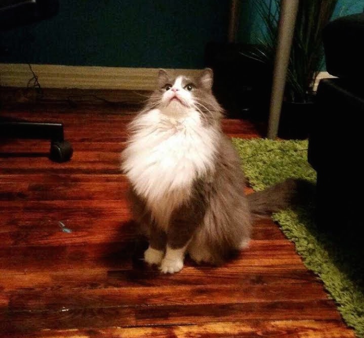 Momma Kitty Anabelle