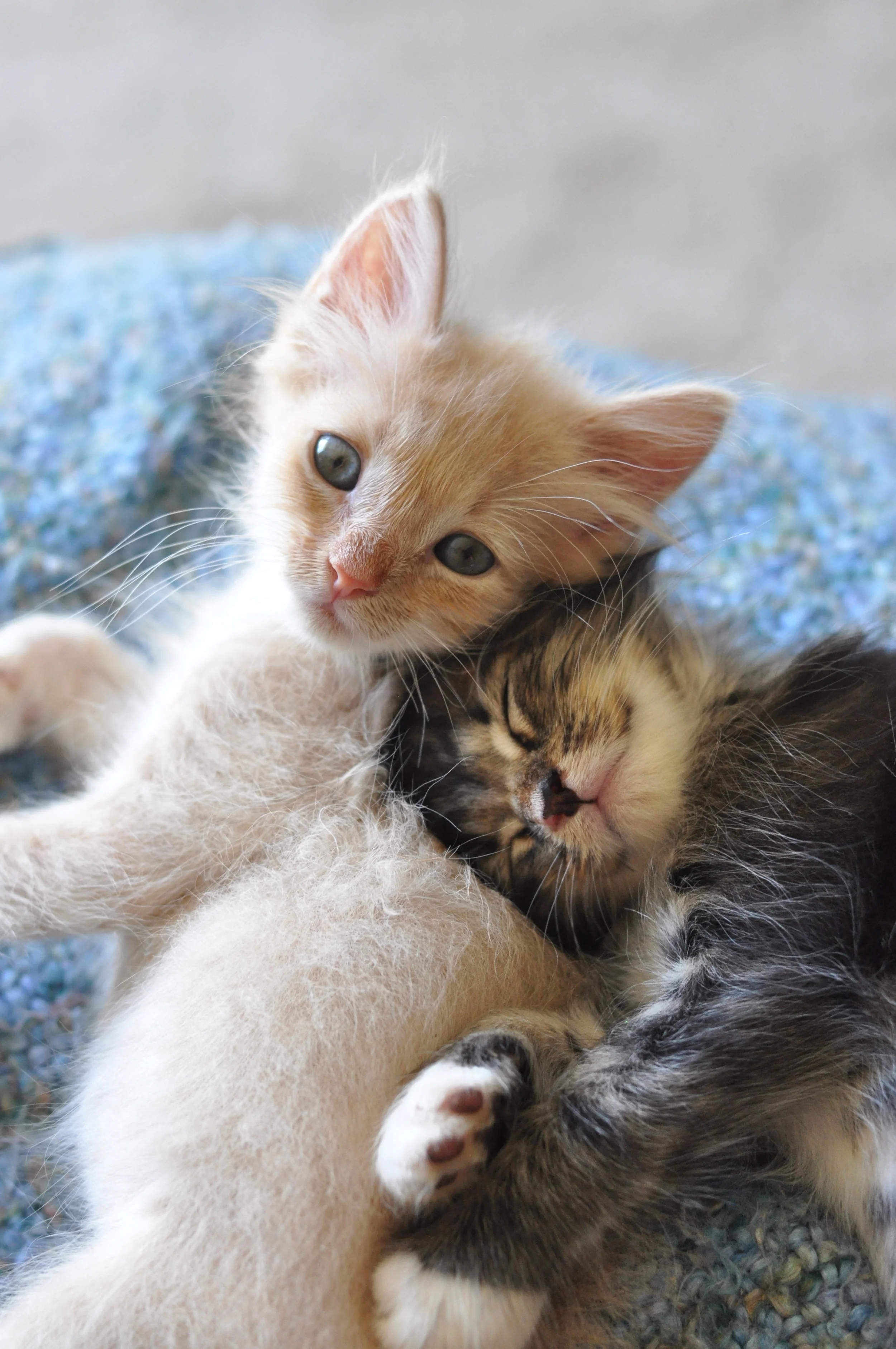 Beanie & Cecil.jpg