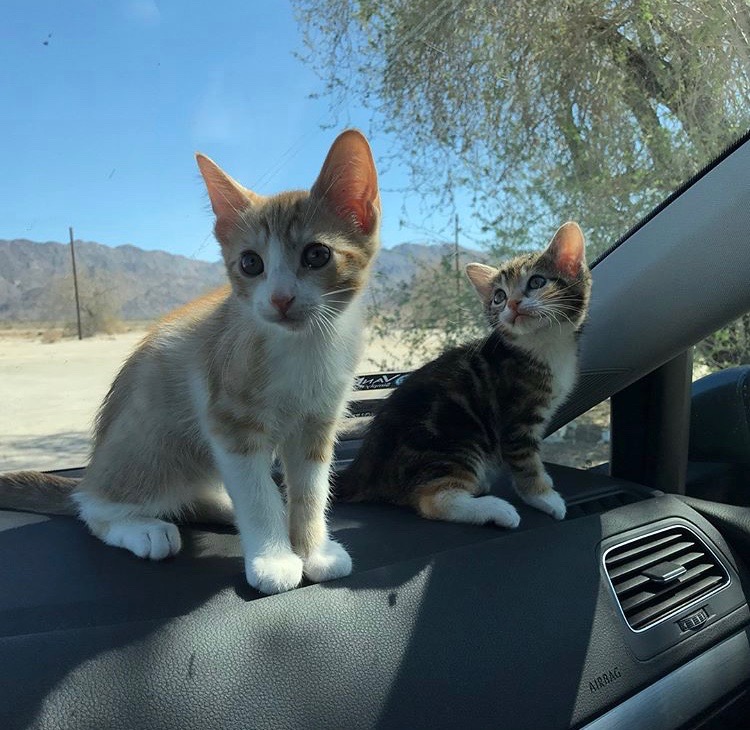 Frankinstein and Elvira looking for some lovely people.