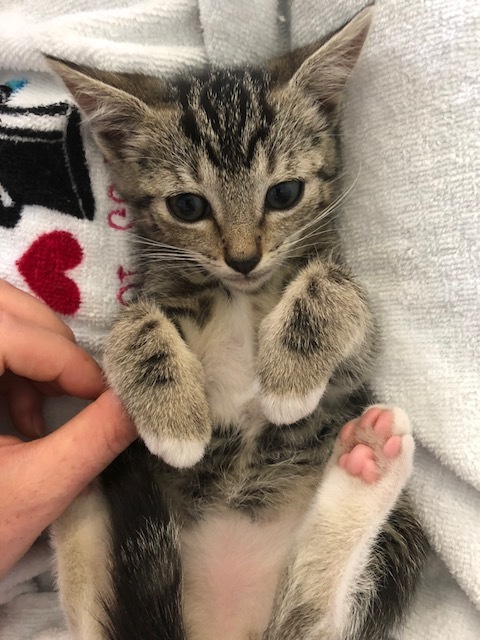 Alice needs to find the puuuurrrrfect forever home!