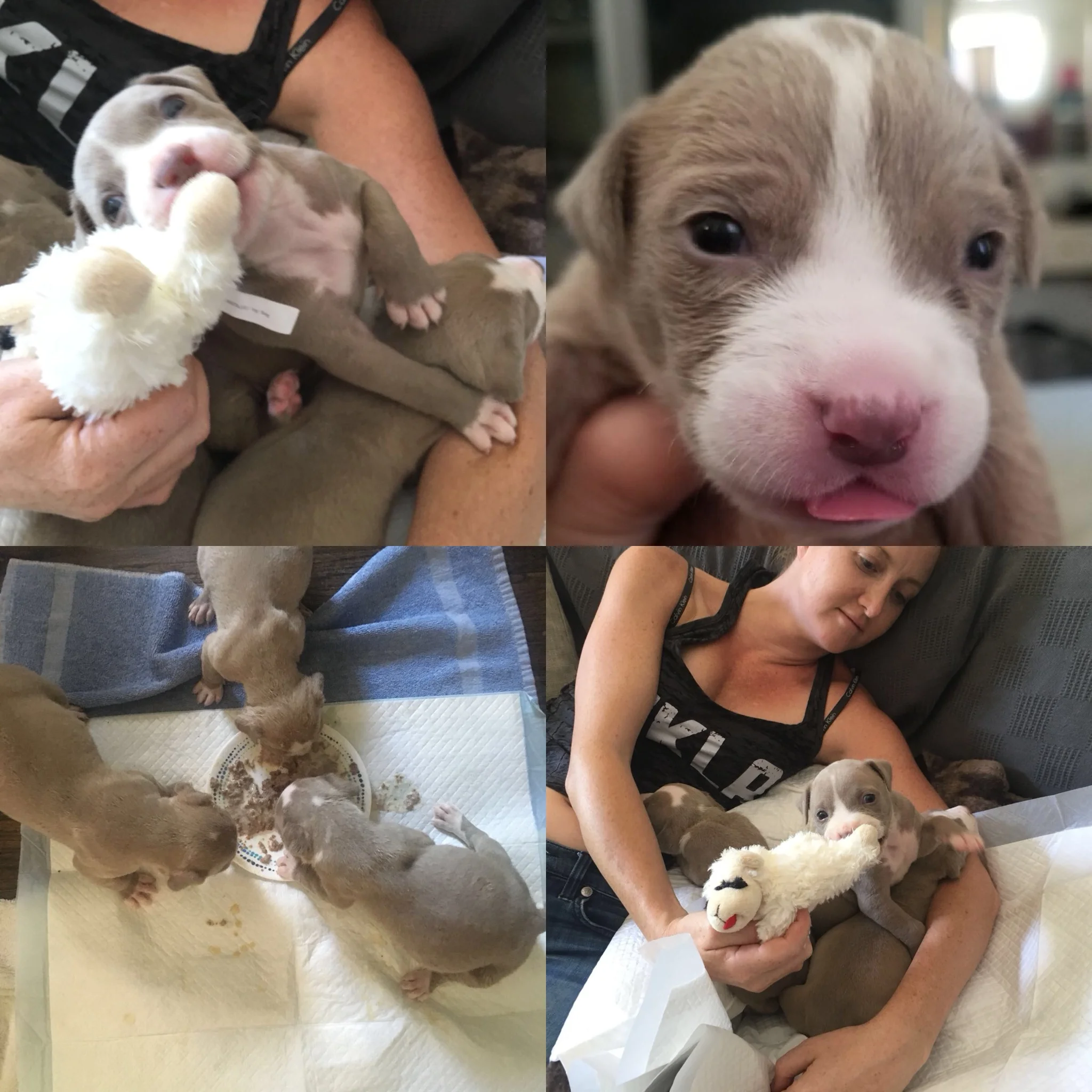 These sweet loves were left in a park, abandoned, without thier mother so we swooped in and resuced them. We aren't sure of their breed yet as they are only days old but will update the pics when we can.