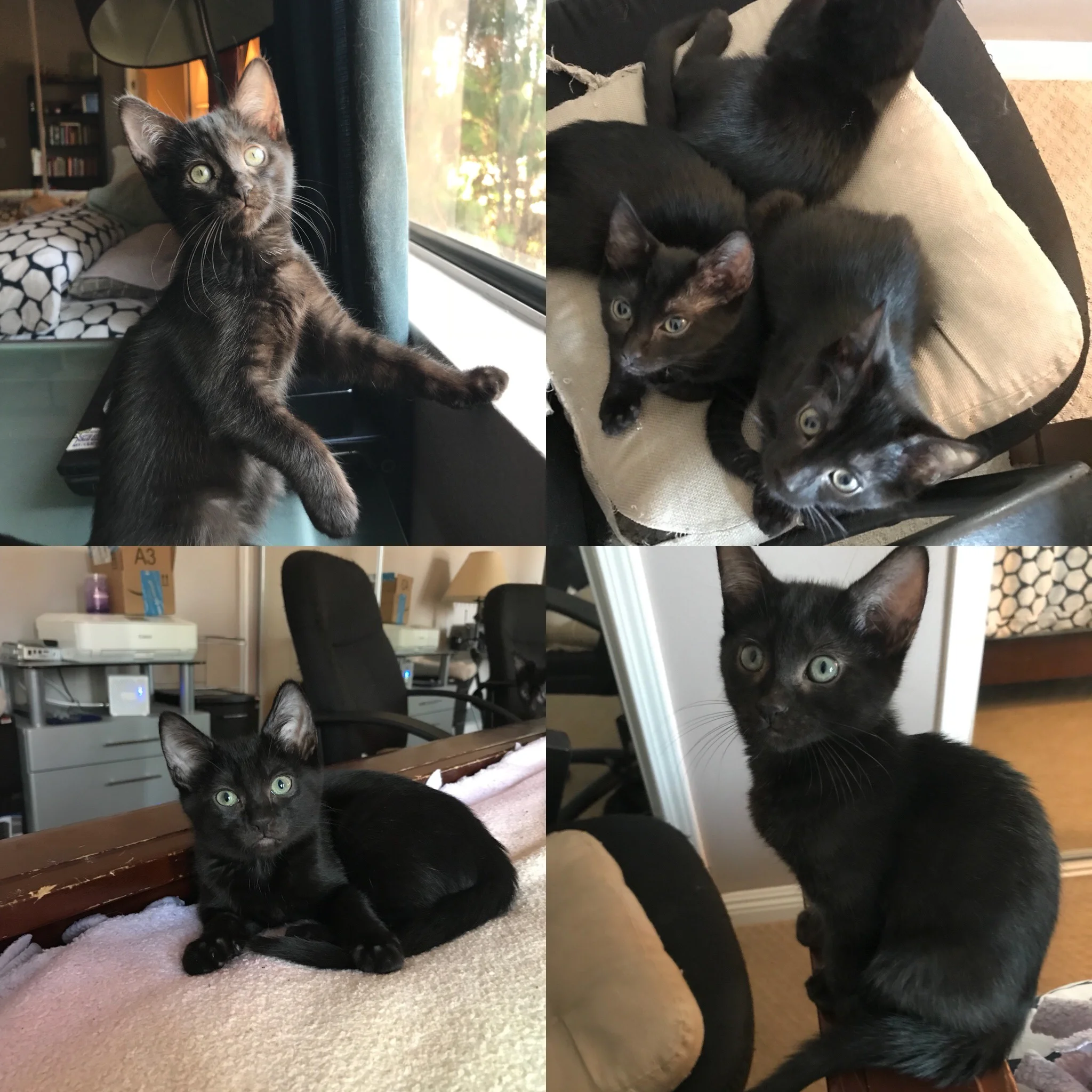 Ruth, Gladys and Karen (Listed in clock wise order) are sassy sisters that love to run, chase feathers and cuddle after a good session of play time. They are looking for their forever families. If your looking for your very own black panther, these ladies will not disappoint.