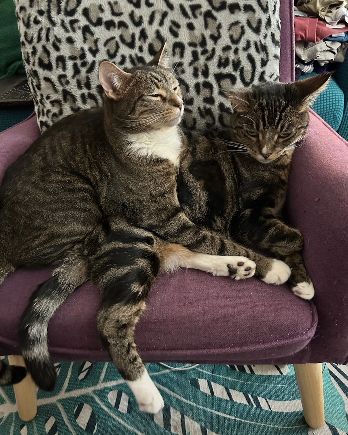 When your brother is finally out of the cones and wants to be as close to you as possible...

Neptune &amp; Pluto💙