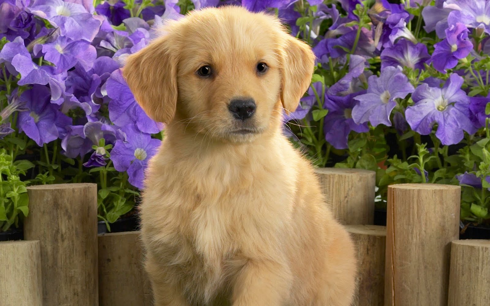 golden puppy.jpg
