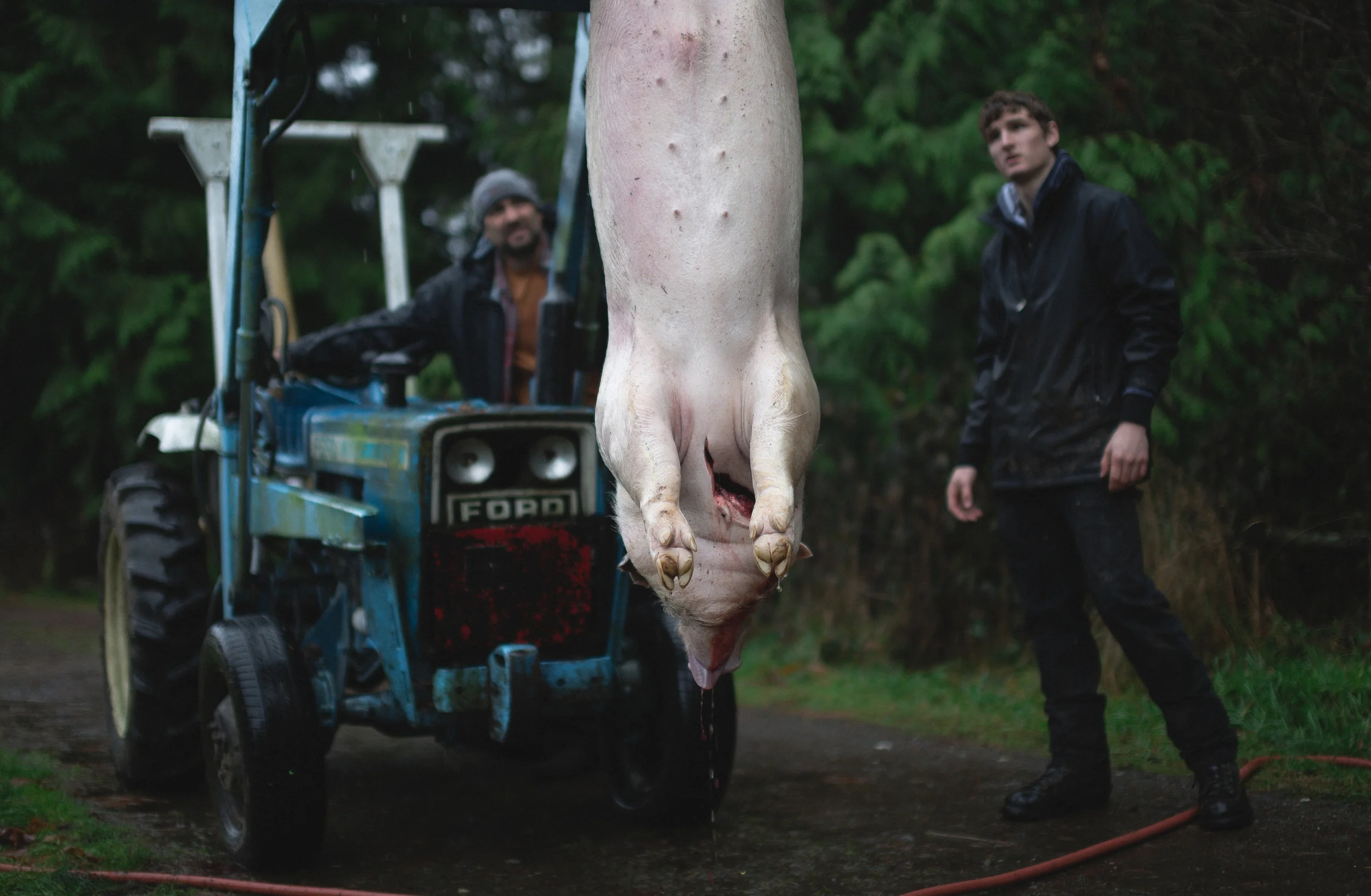 pig-100.jpg