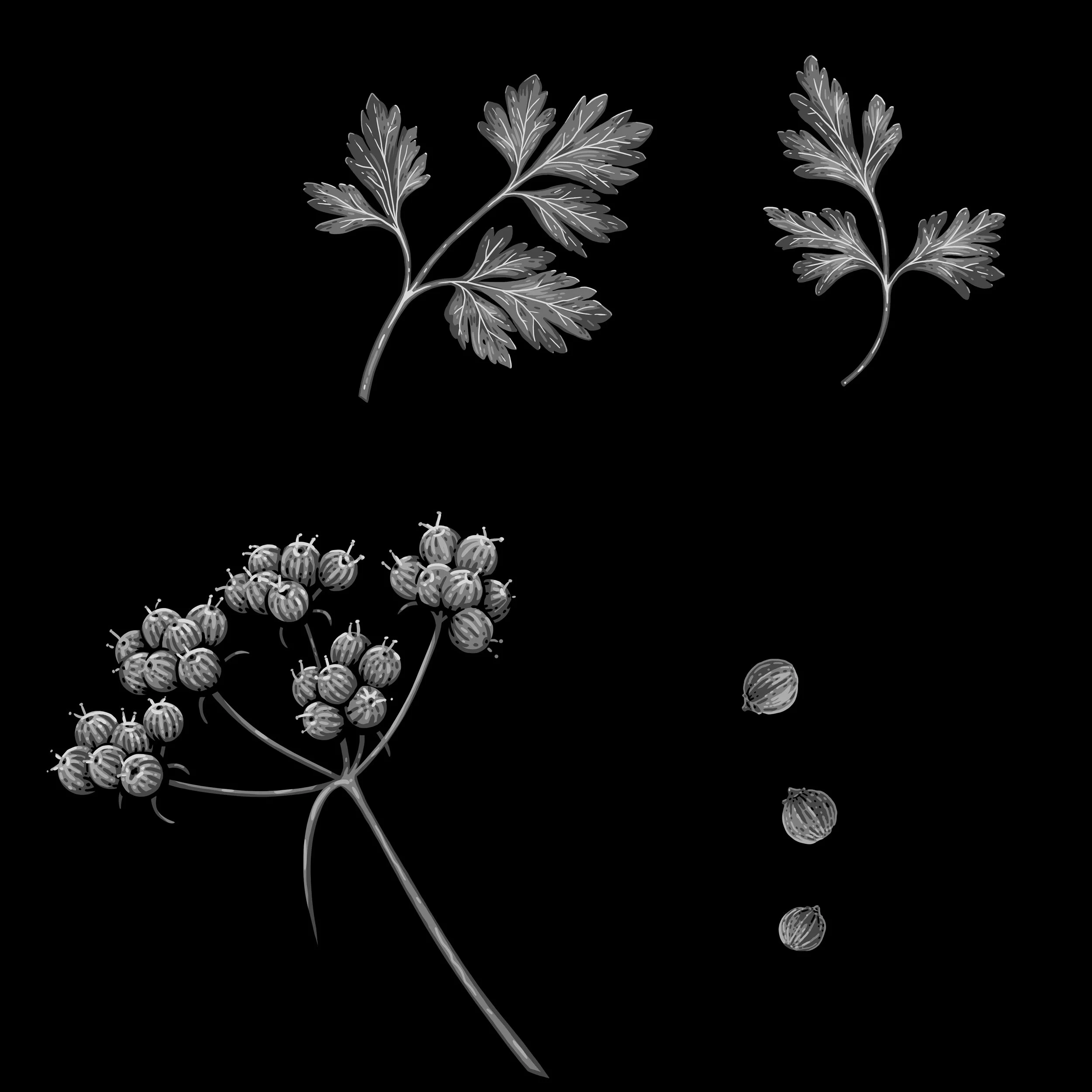 JuM_Moores_Coriander.jpg