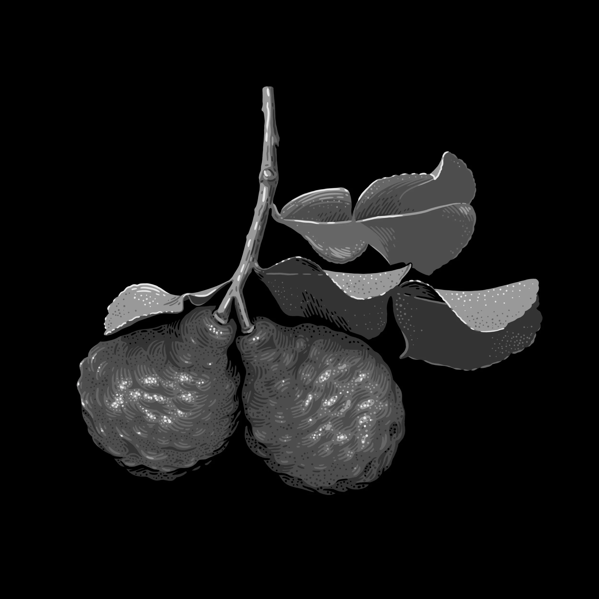 JR_Moores_KaffirLime_V1.jpg