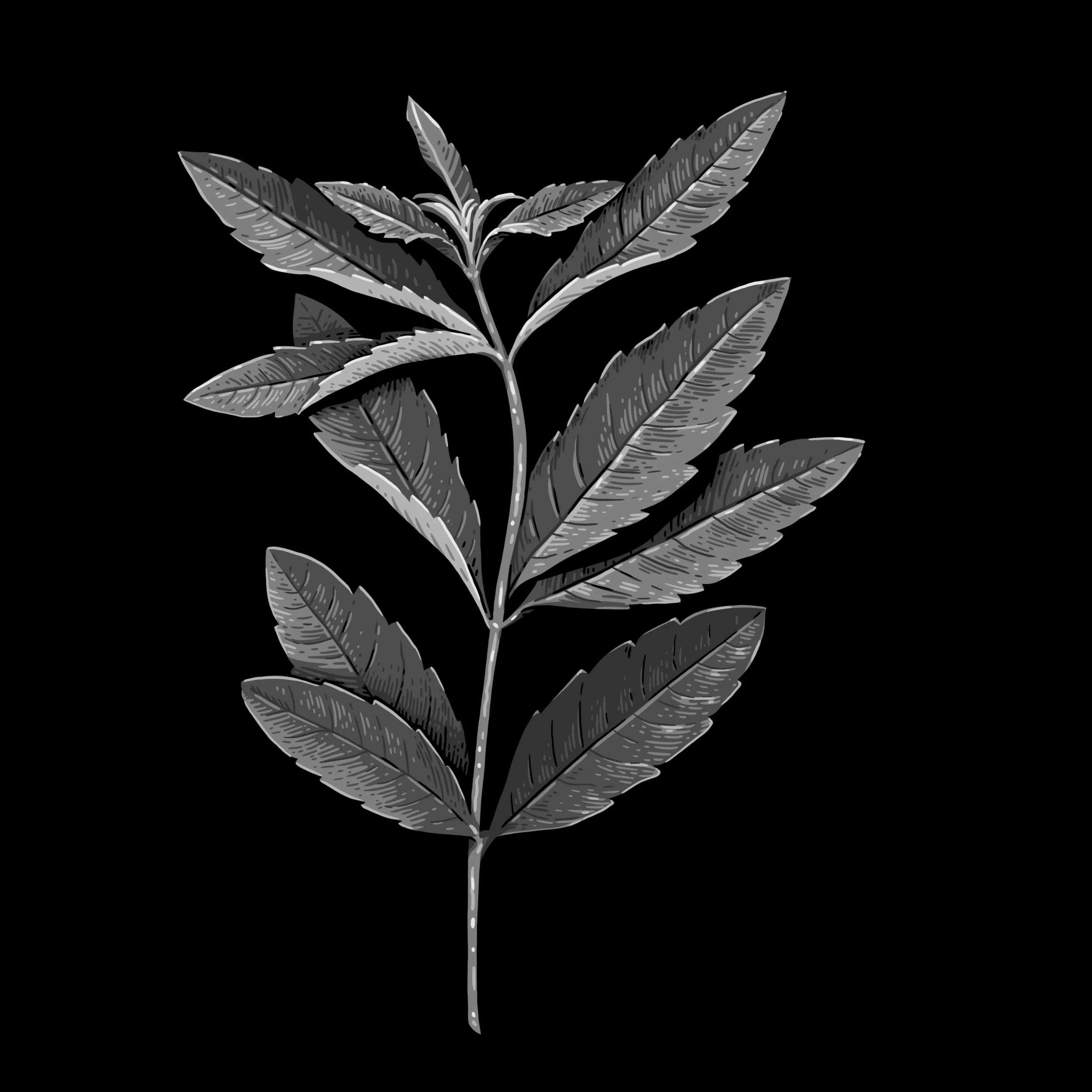 JR_Moores_LemonVerbena_V1.jpg