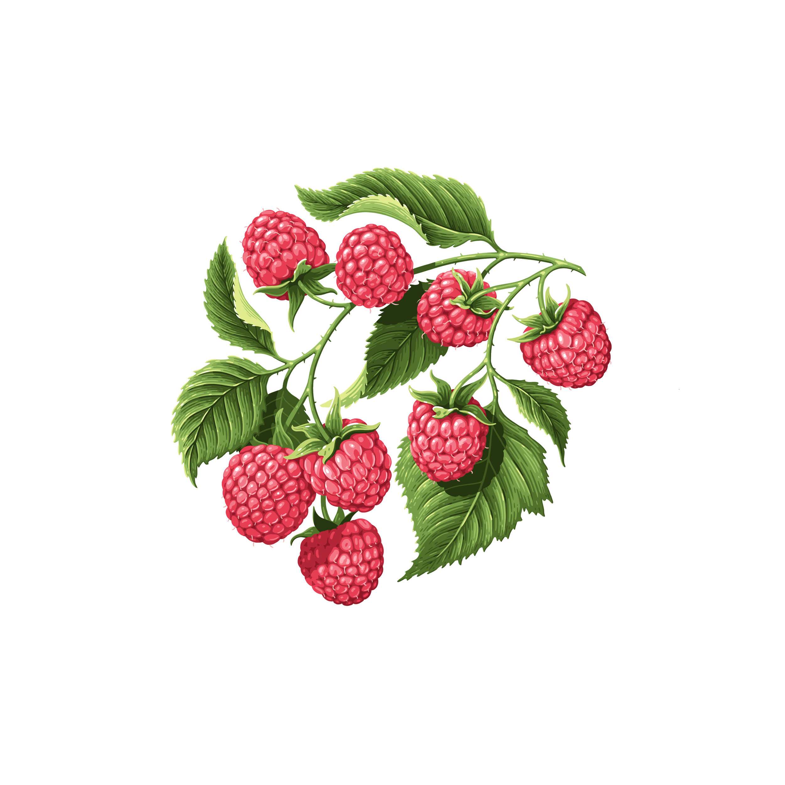 JR_Moores_Raspberry_F.jpg