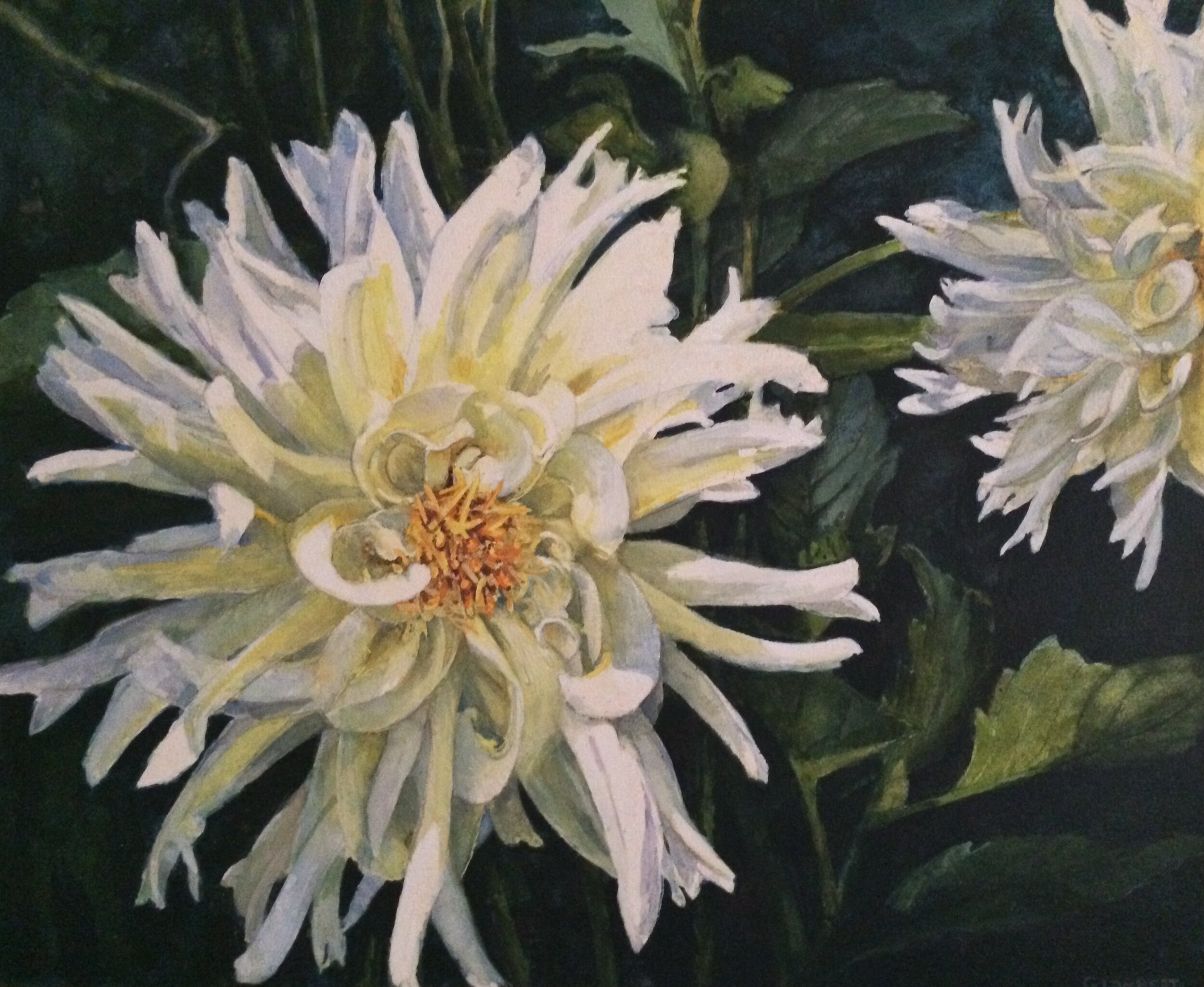 White Dahlia