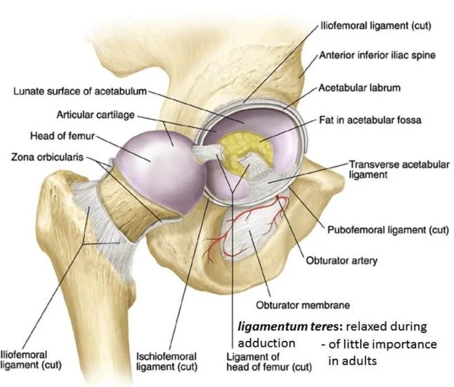 hip-joint-anatomy.jpg
