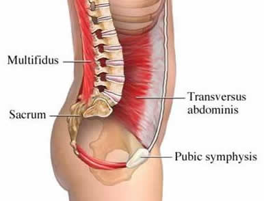 core.stability.muscles.jpg