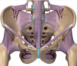 the (purple) deep stabilising muscles required for control of the pelvis