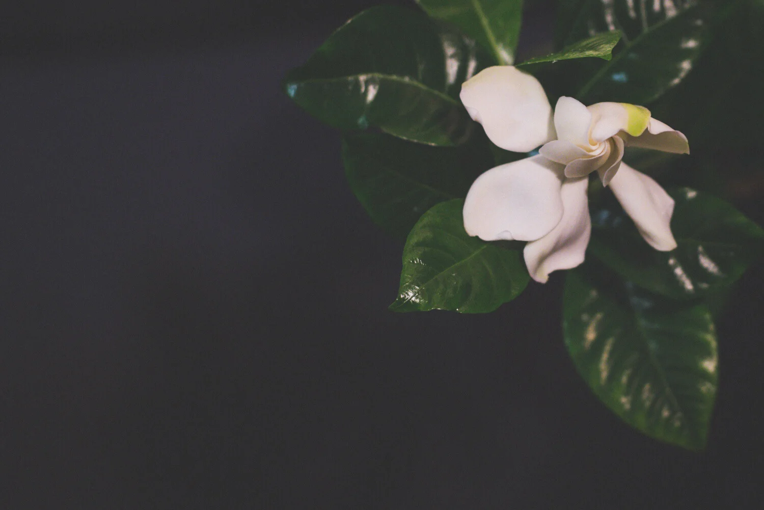 Gardenia