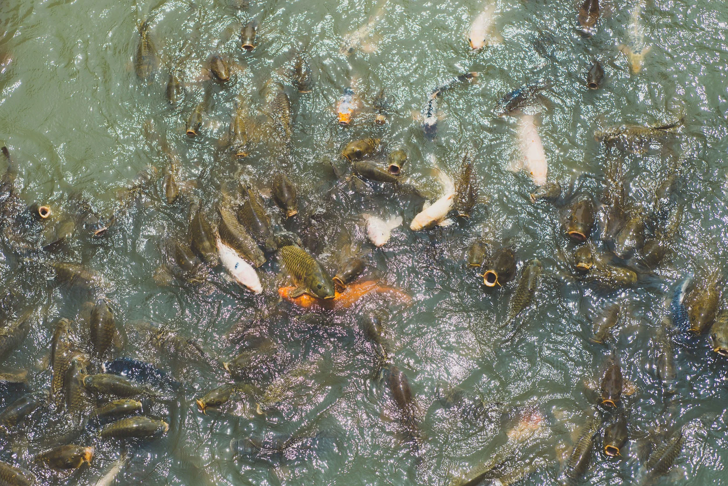 These fish were crazy