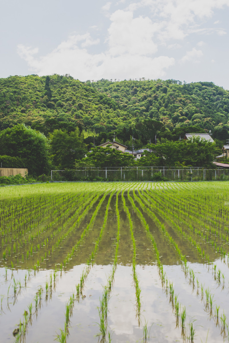 Kyoto - somethingaboutyourlove.com