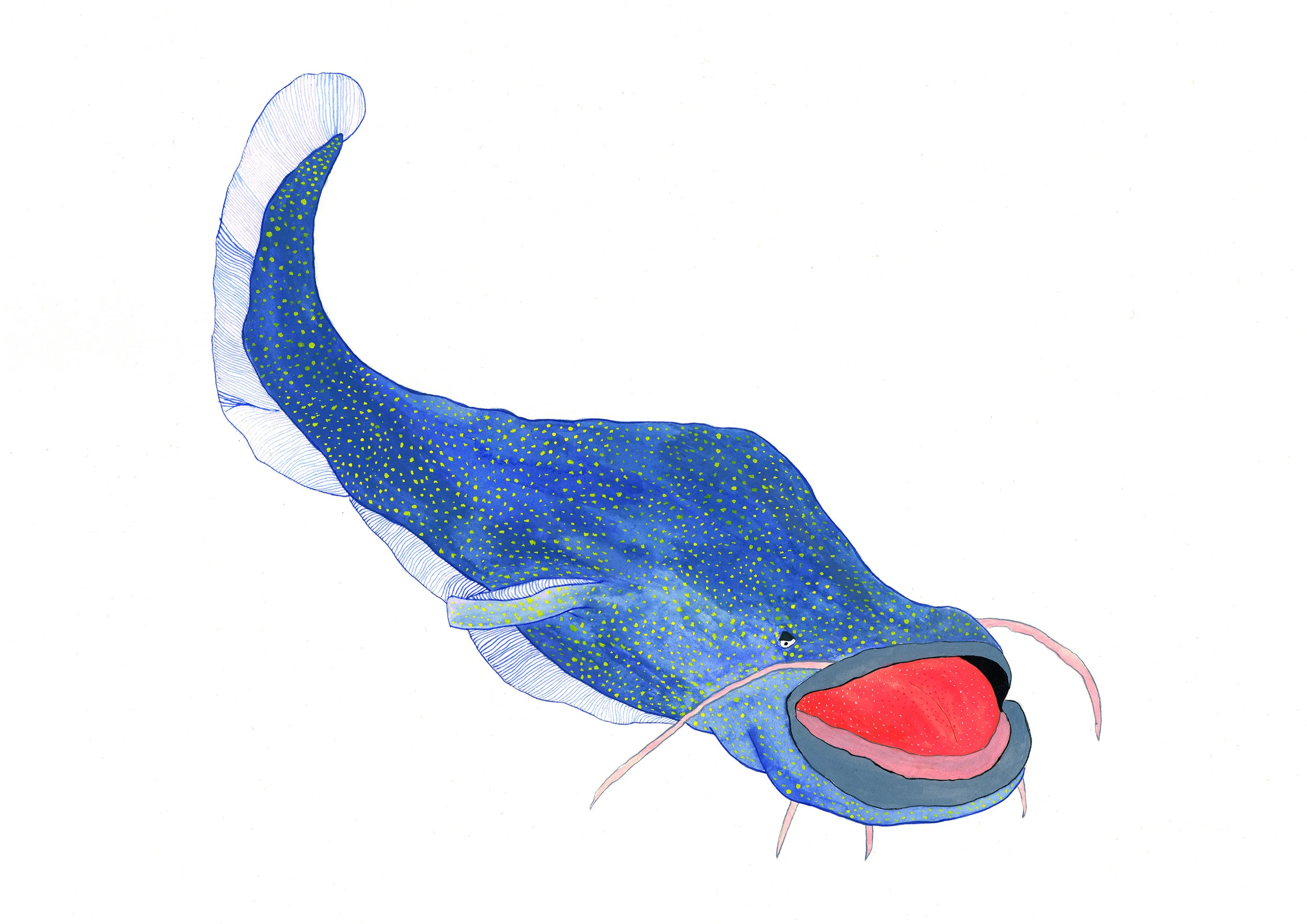 Catfish Joe