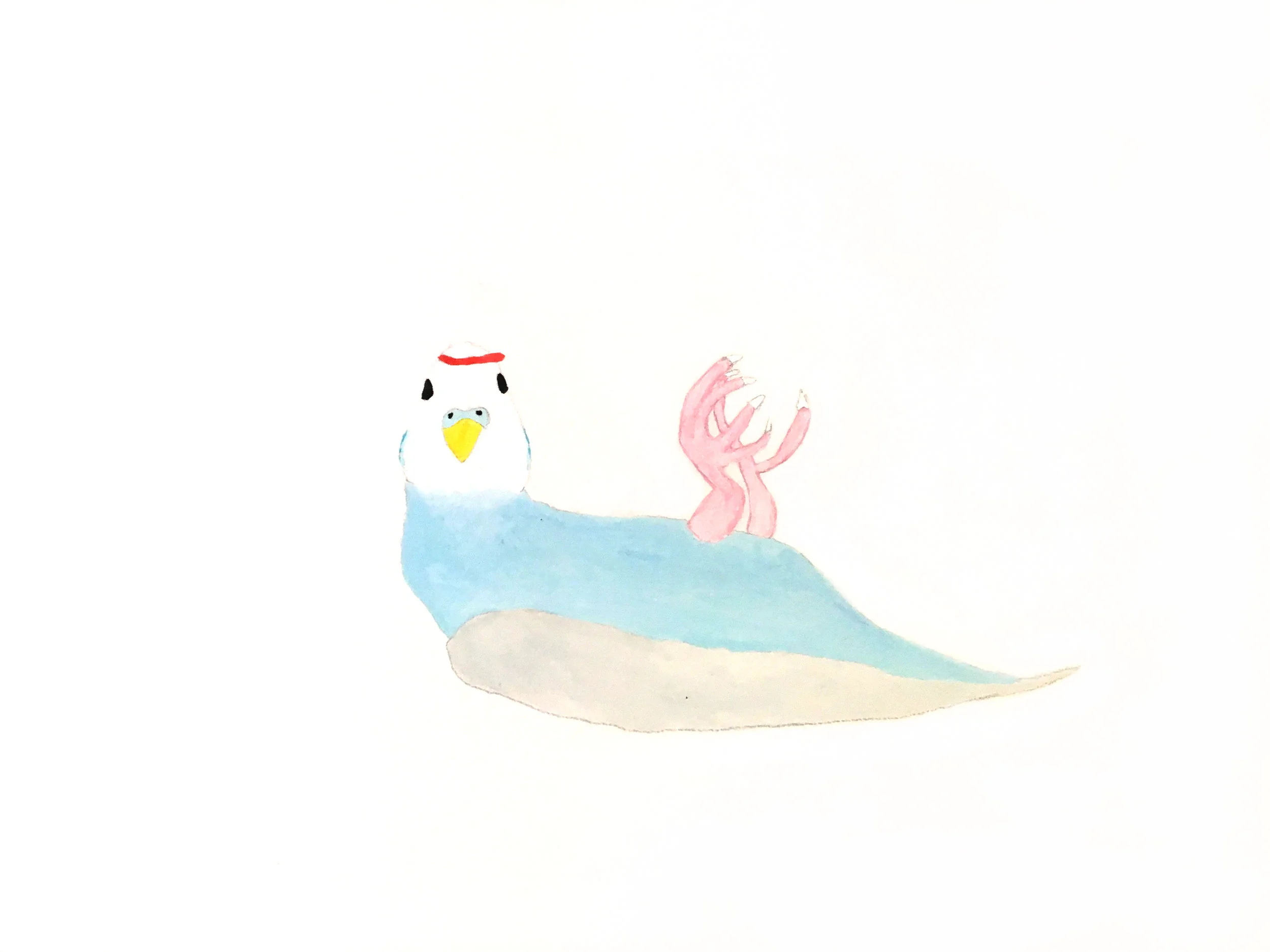 Rambo Budgie