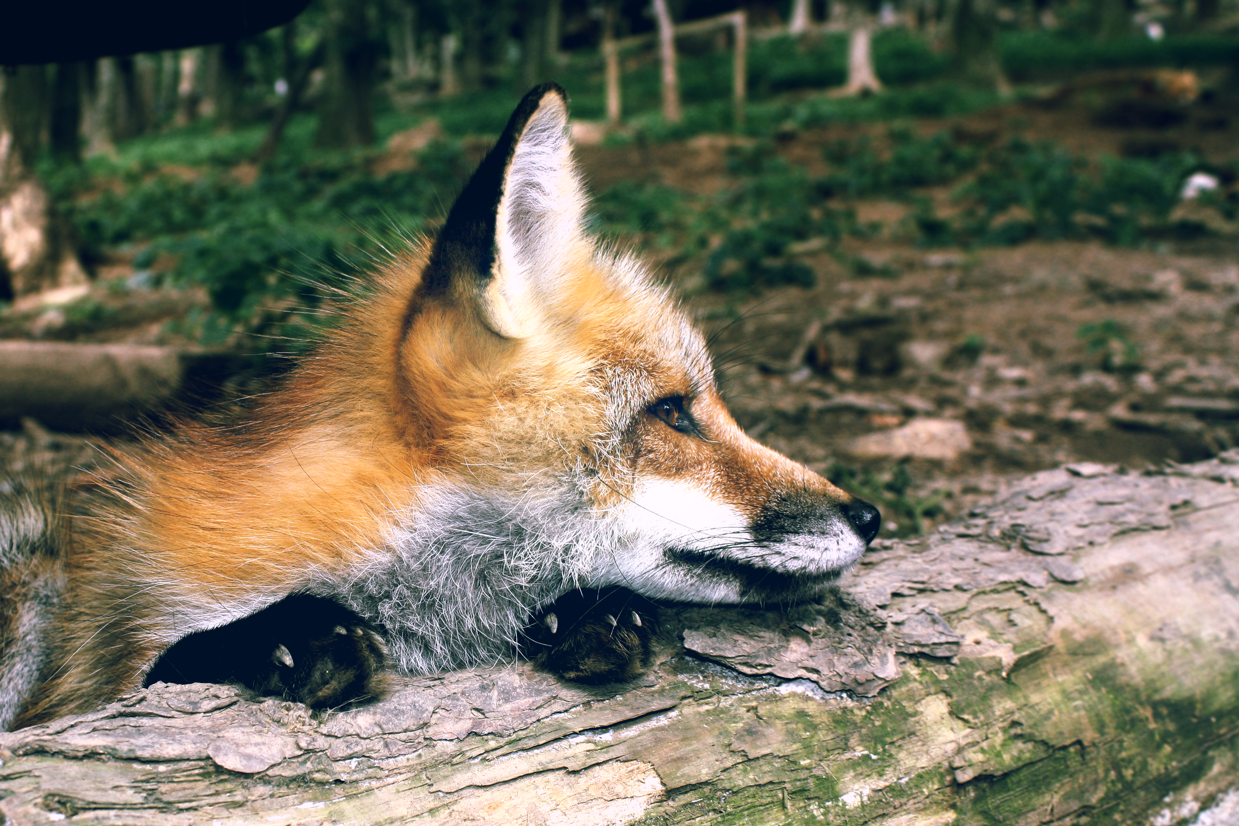 fox.png