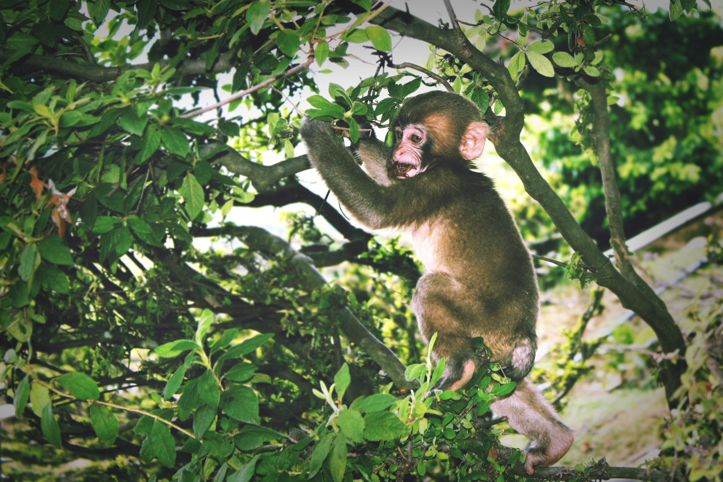 monkey.png