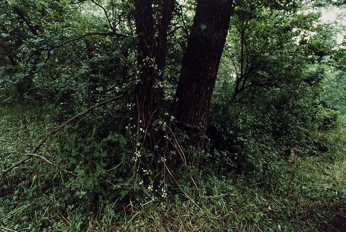 Anna Mendieta