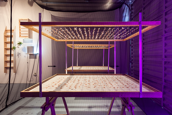 FRANKY CRUZ BUTTERFLY HATCHING | LOCUST PROJECT