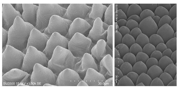 Conical_cells.001.jpeg