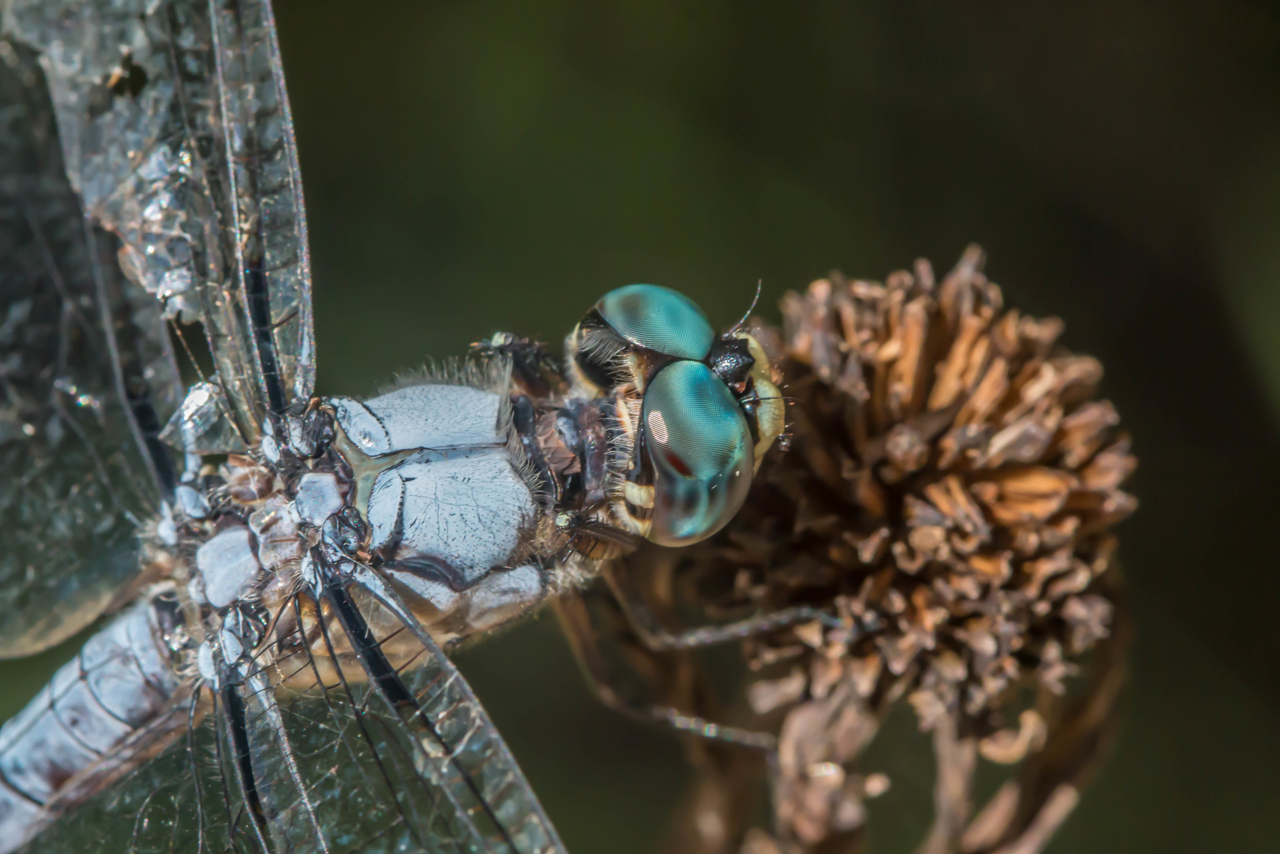 dragonfly-2.jpg