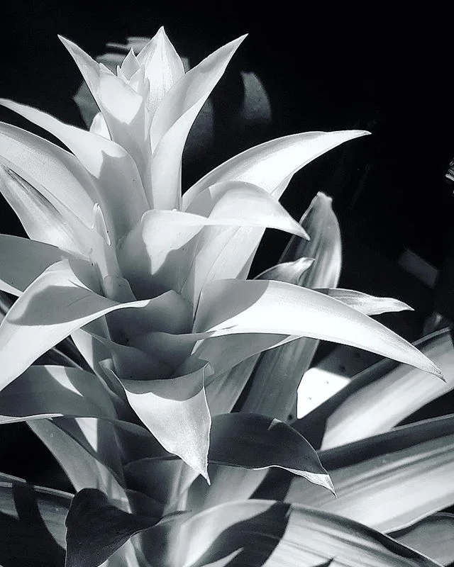 Everybody needs a little tropical goddess in their home. Some days I think about turning this into a plant account.  I&rsquo;m obsessed and I know it.