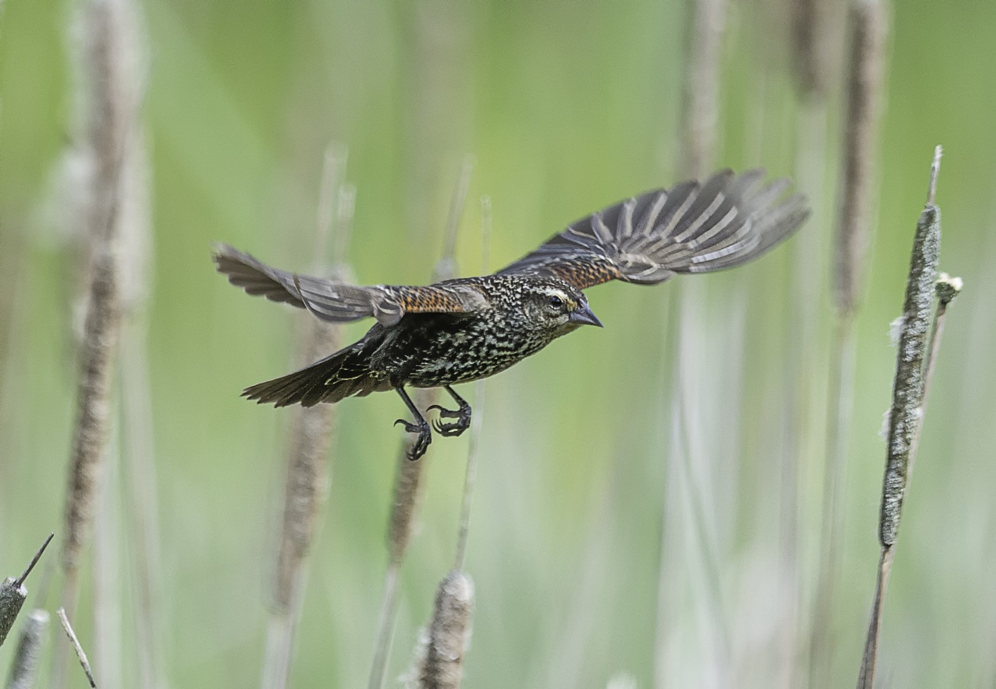 Female Blackbird 6.505x4.50.jpg