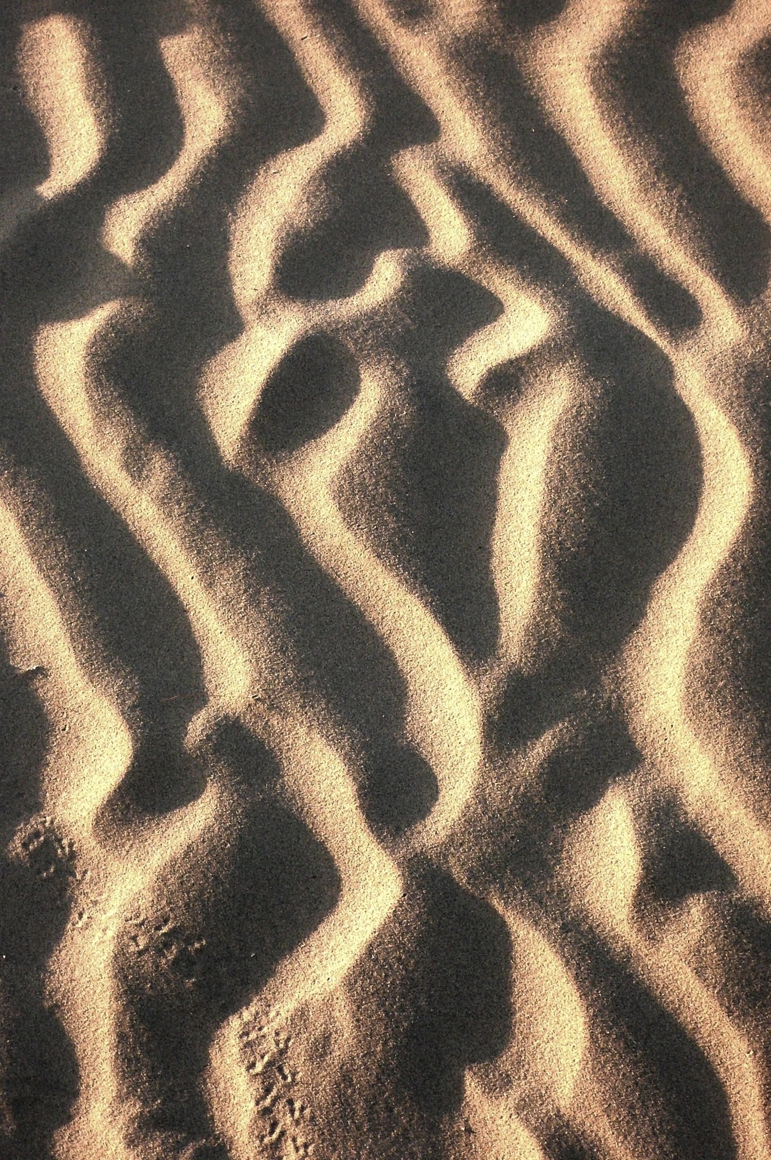 Thar Desert, outside Jaisalmer