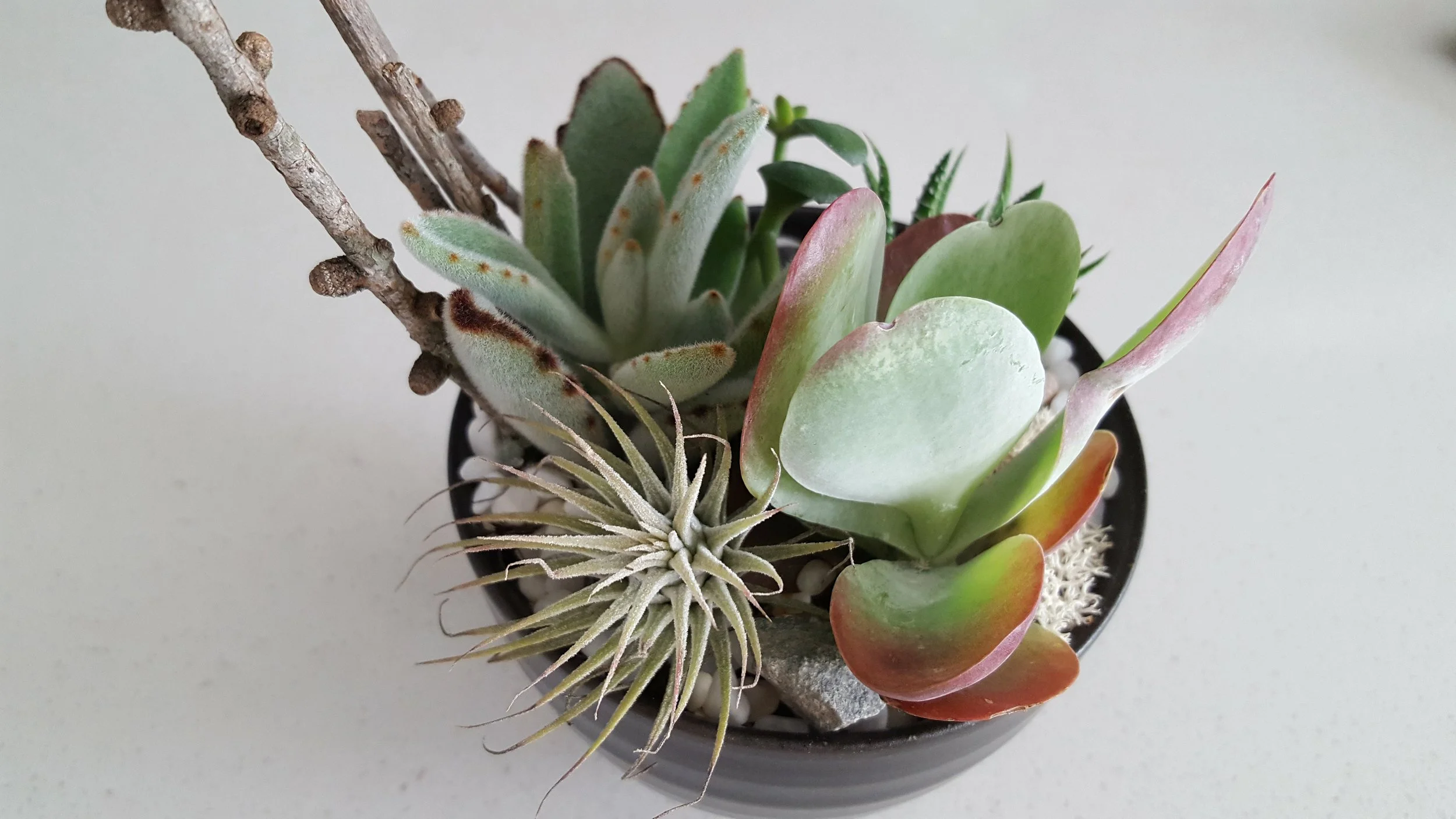 tinywonders-succulents.jpg