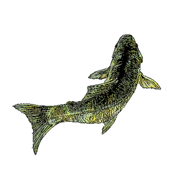 fish.jpg