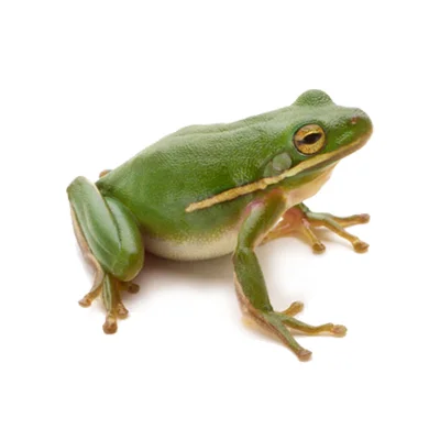 frog.jpg