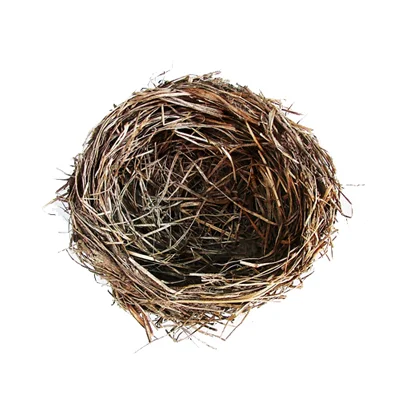 nest.jpg
