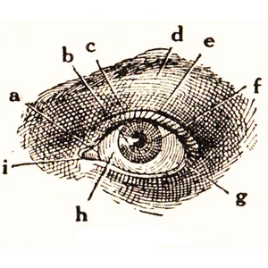 eye.jpg