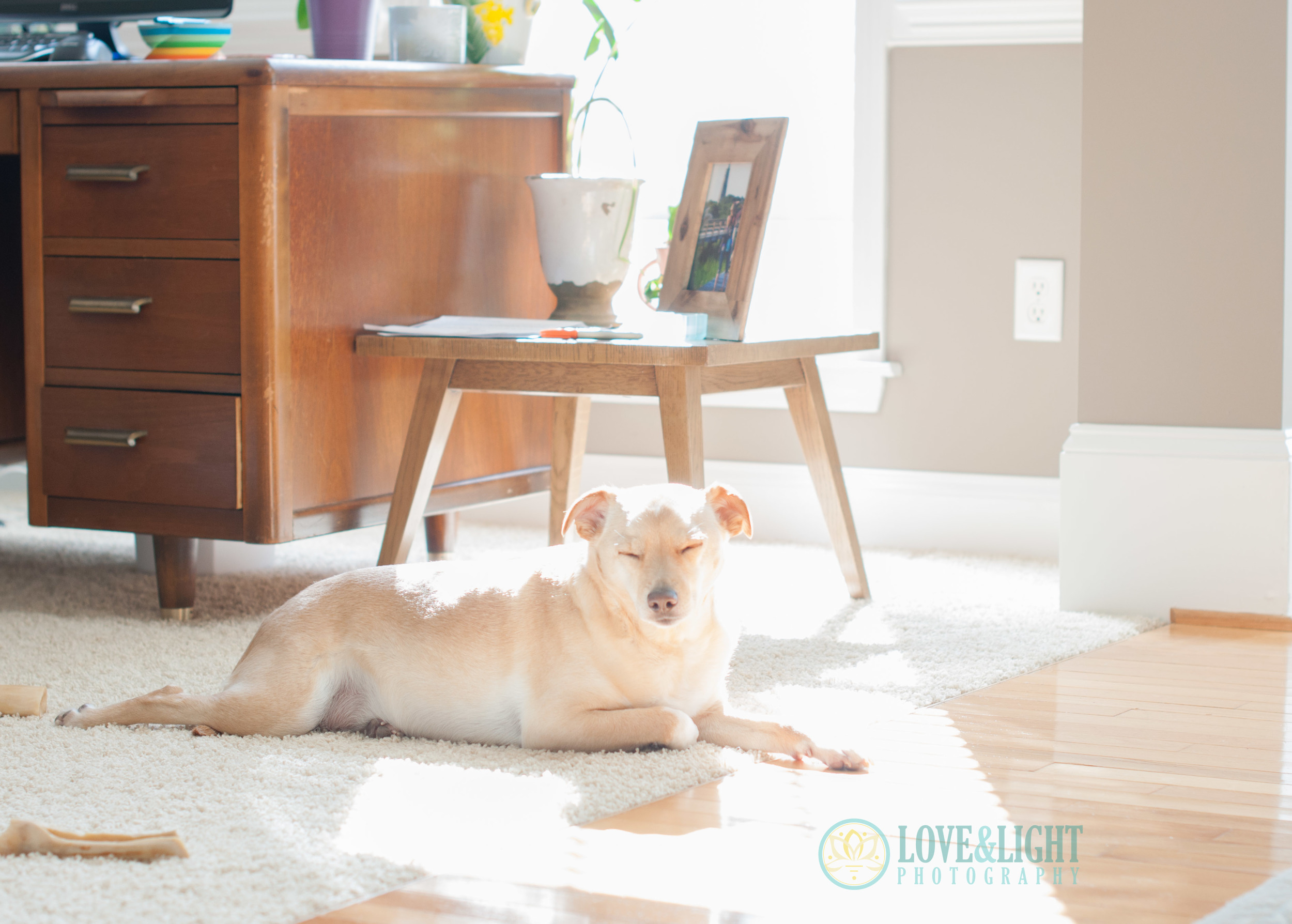 Our pup, Capt'n Jack, is the best co-worker and office-mate, ever. You can always find him surrounded by light. Ever-giving of his love and affection.
