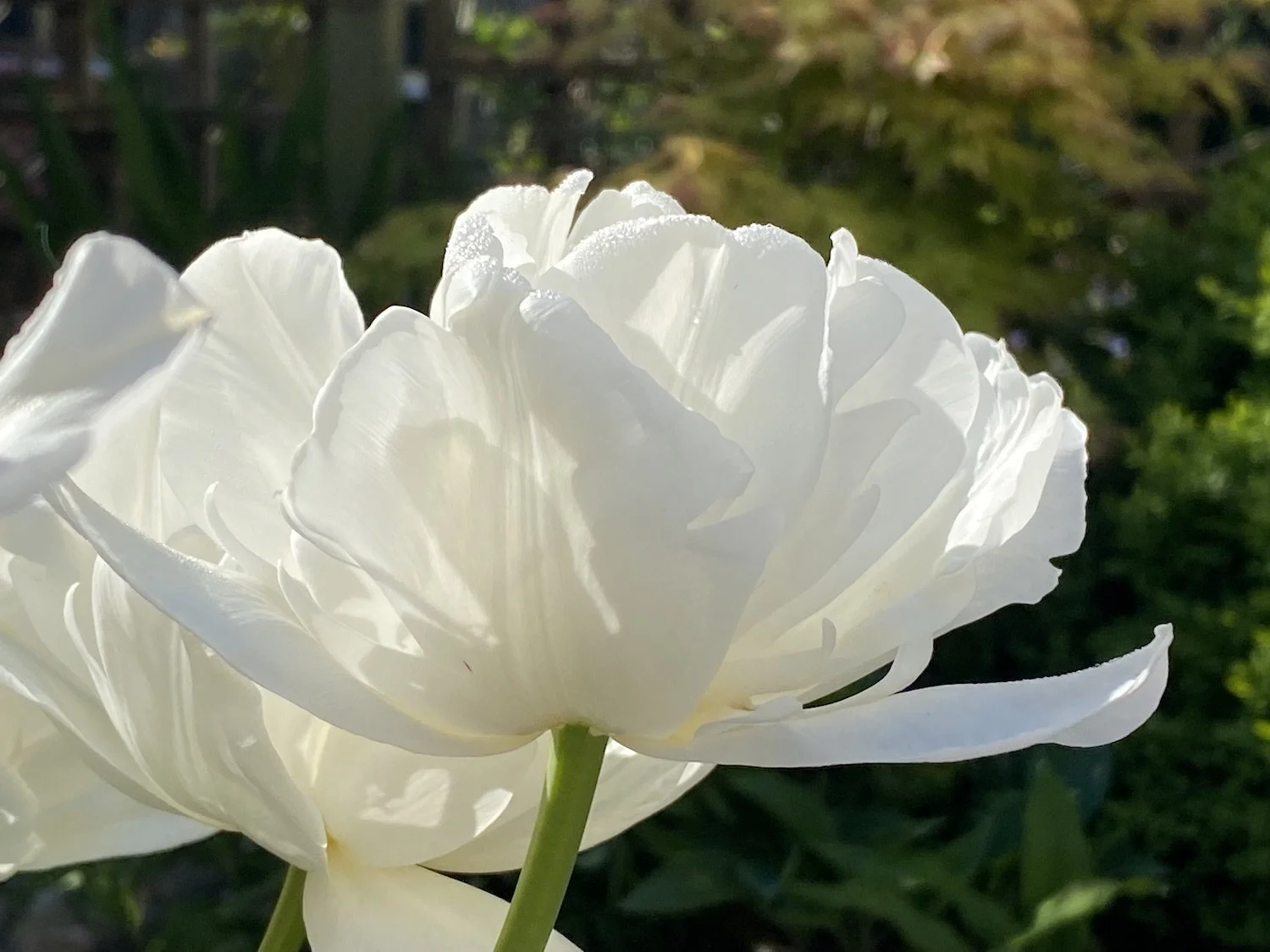White tulip with shadows.jpeg