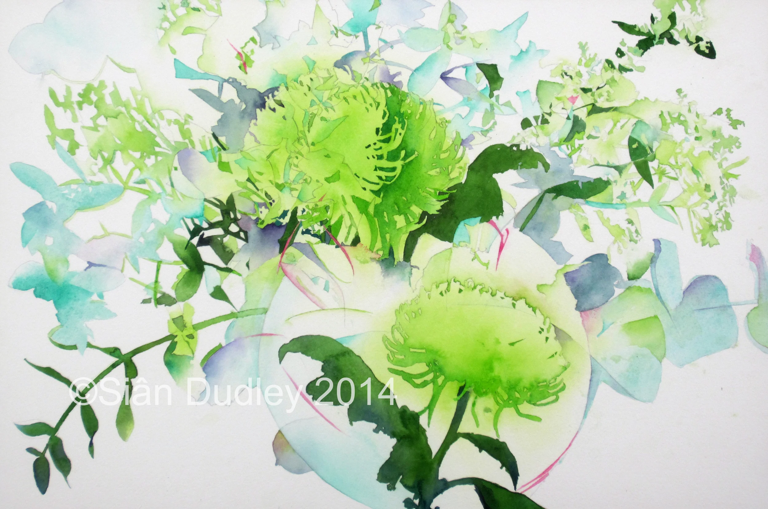 CGreen Chrysanthemums.jpg