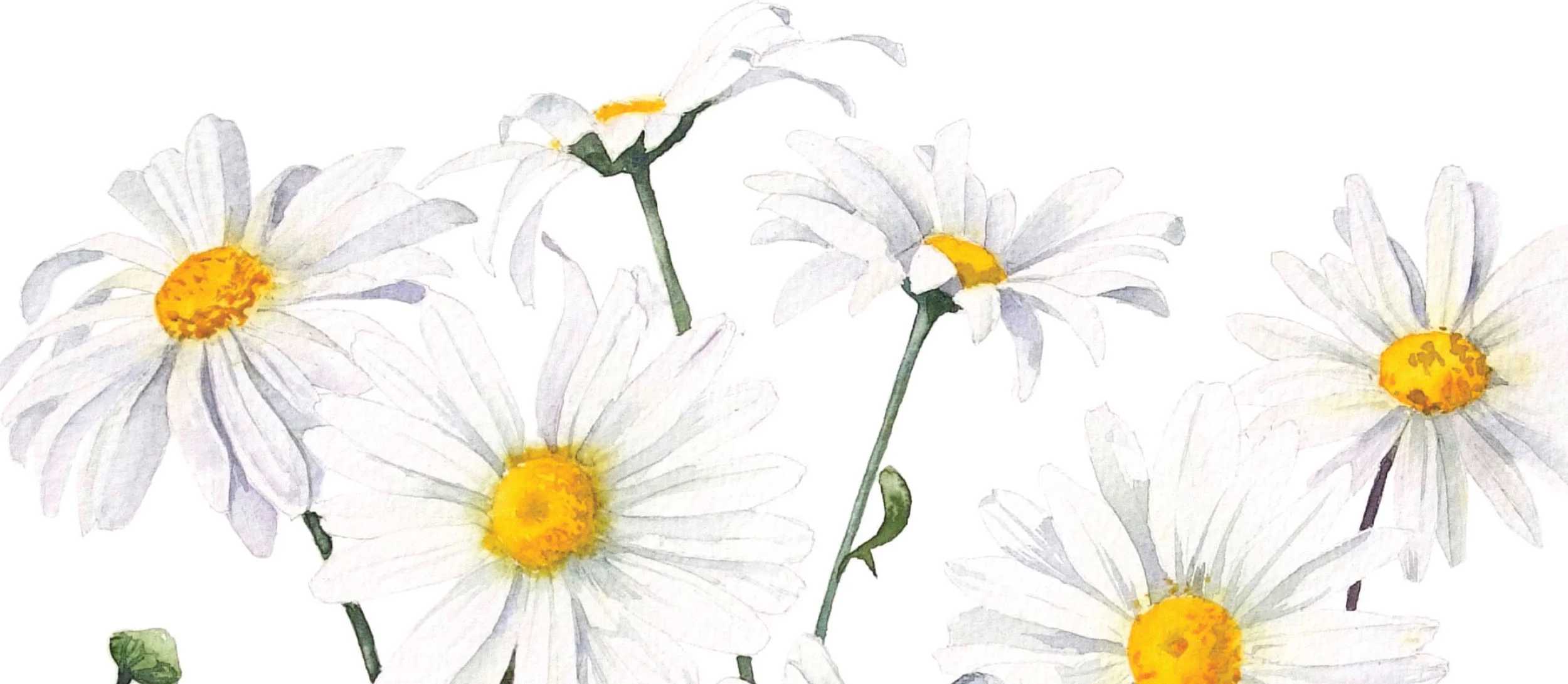 Daisies-cropCoverFront.jpg