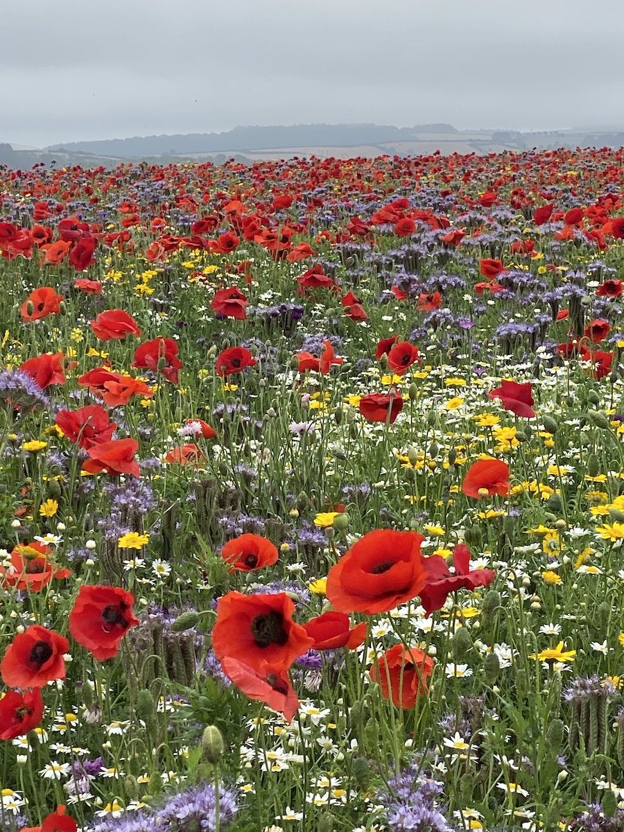 Poppy field.jpeg