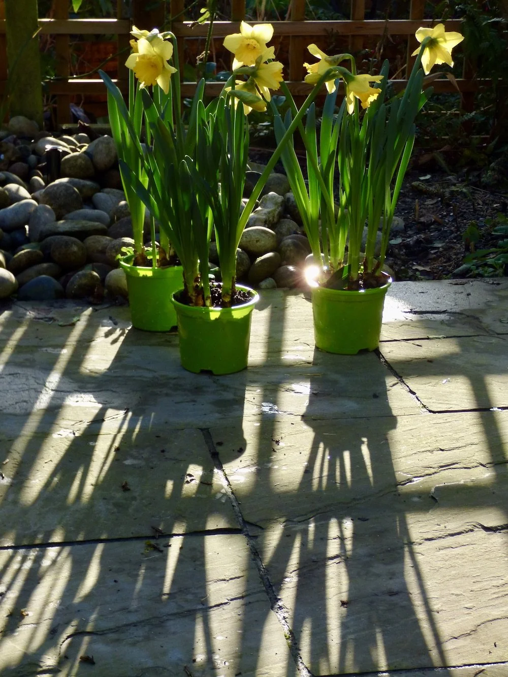 Daffodil : Light through the trellis