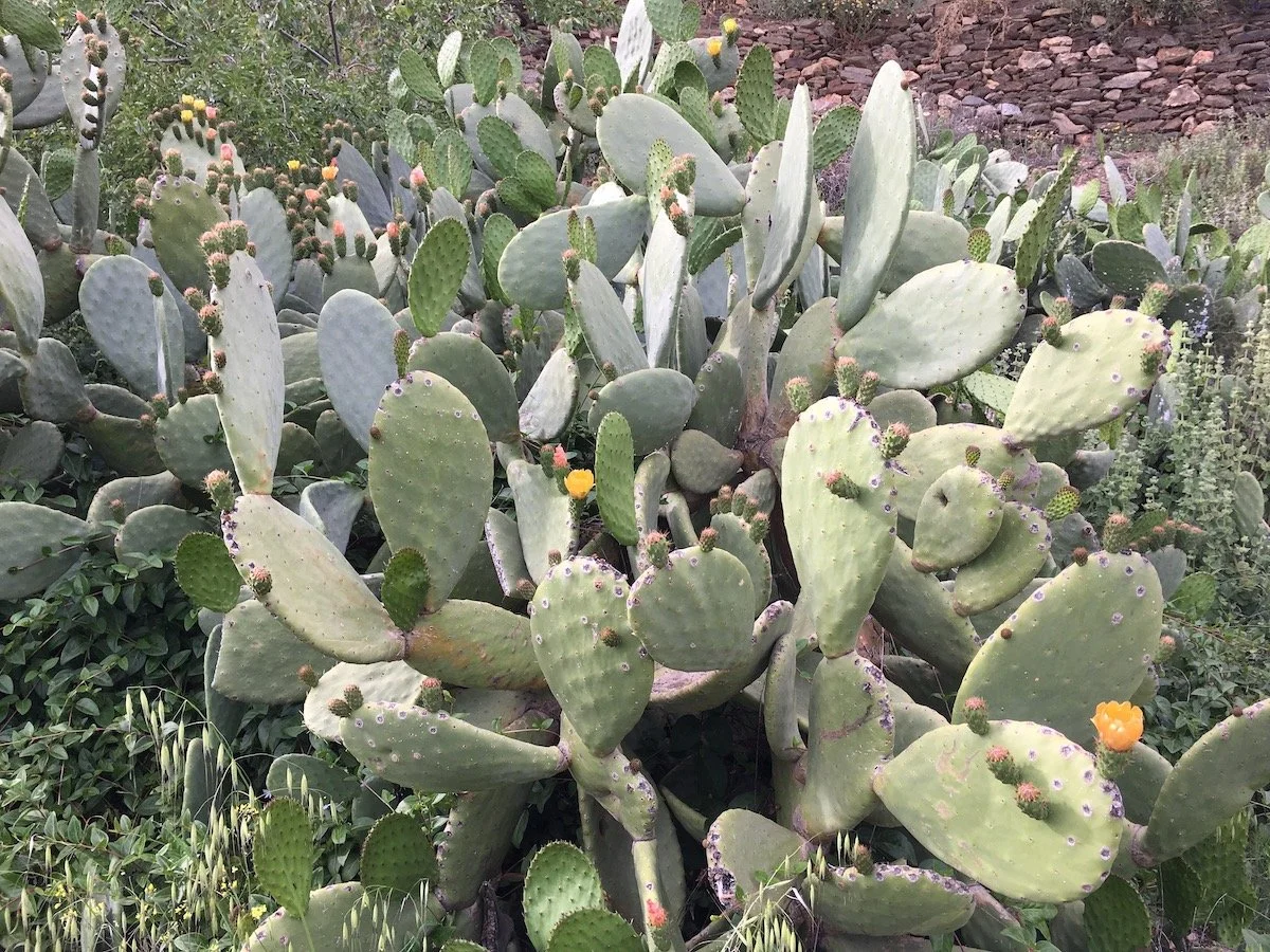 Opuntia ( Prickly Pear cactus)