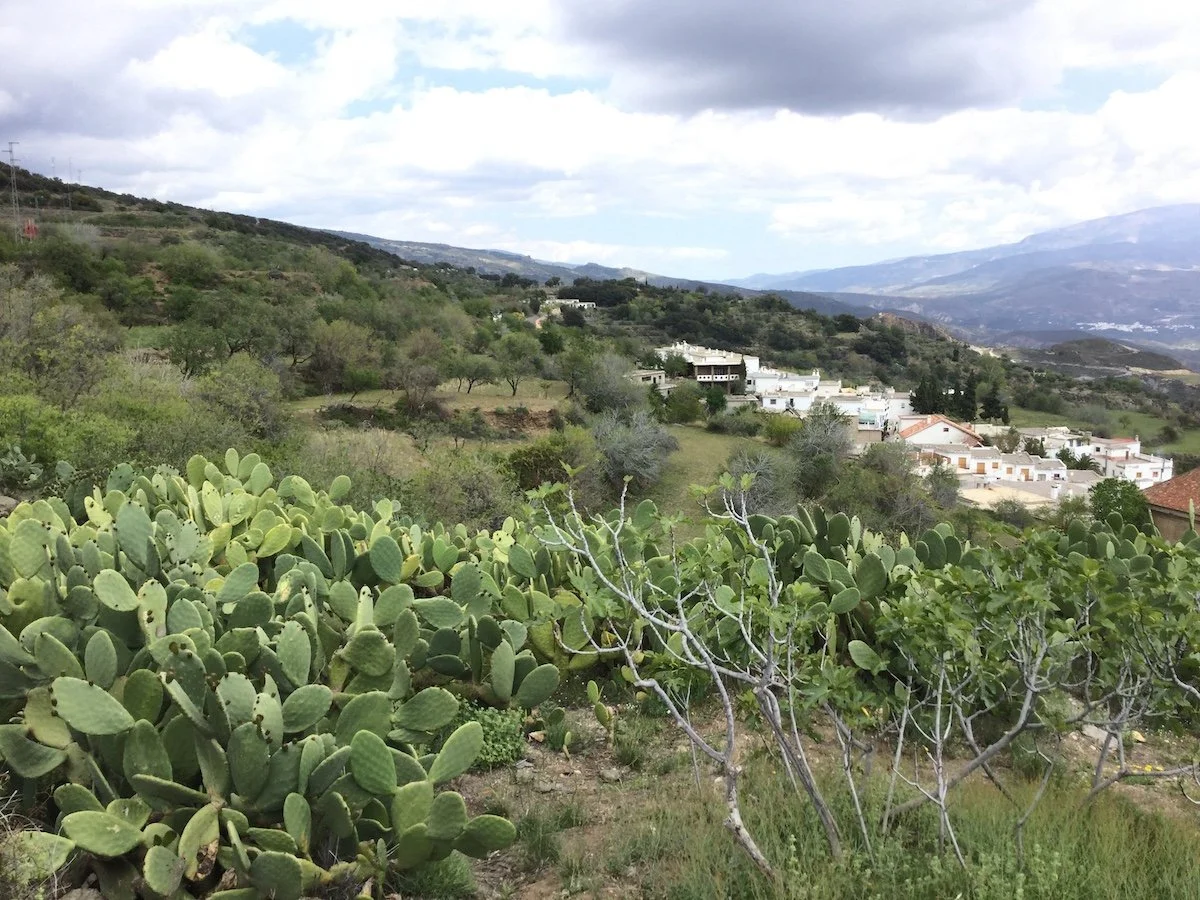 Prickly Pears growing wild above Mairena