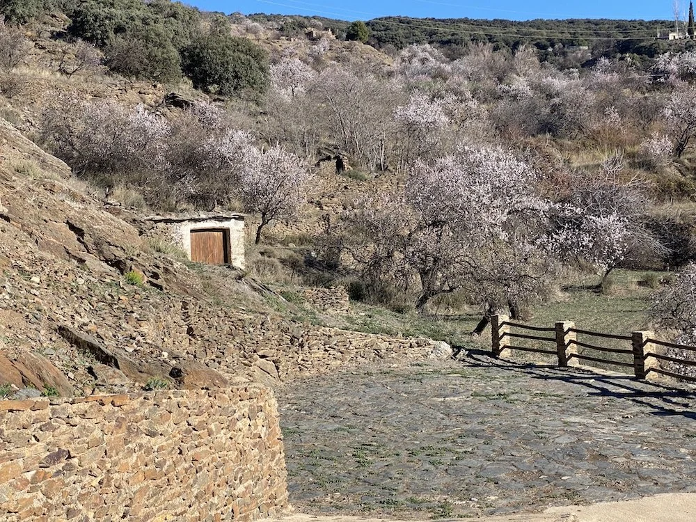 The same hut 2020, denuded of Prickly Pear cacti by the cochineal beetle