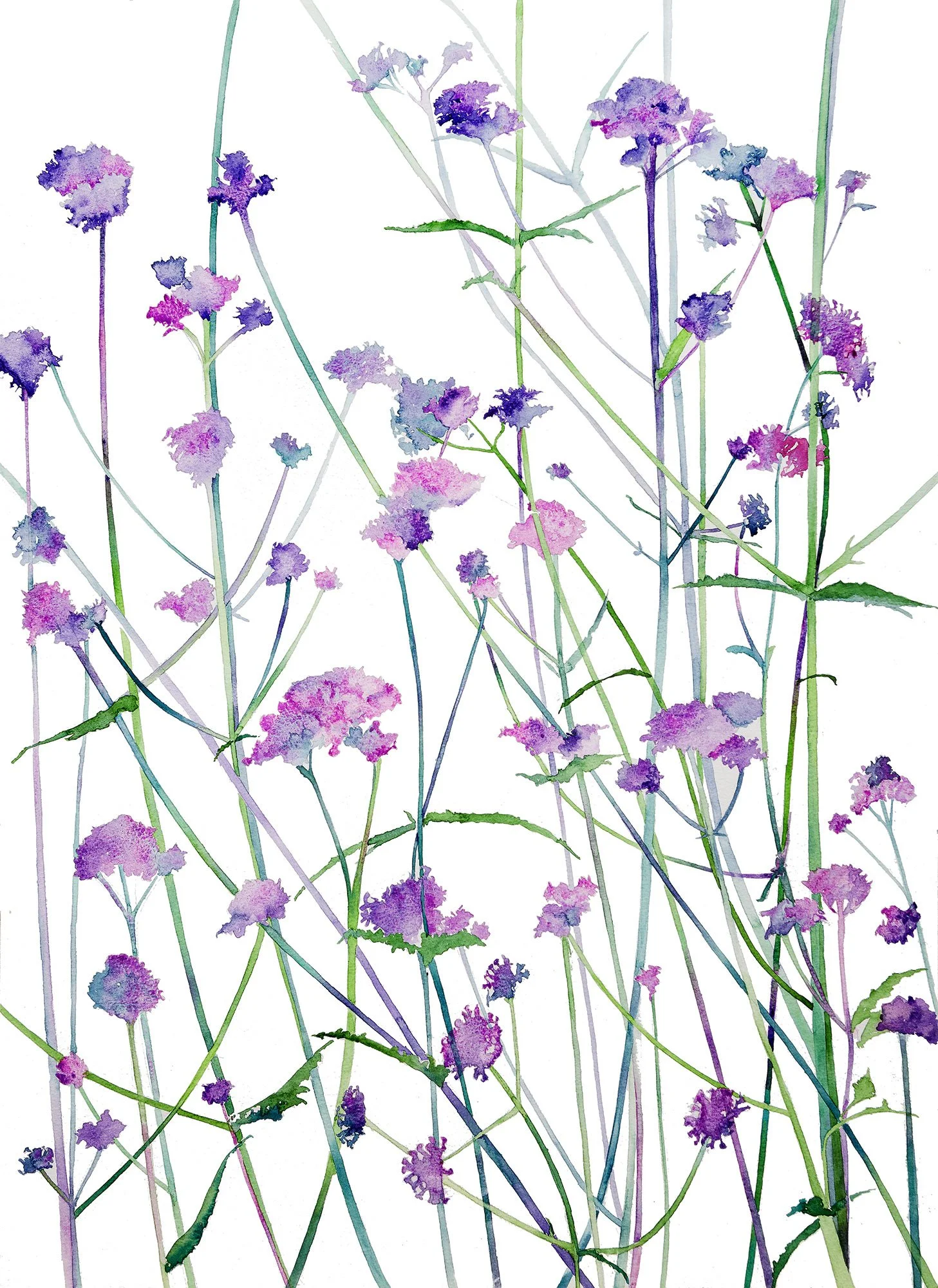 Dancing Verbena