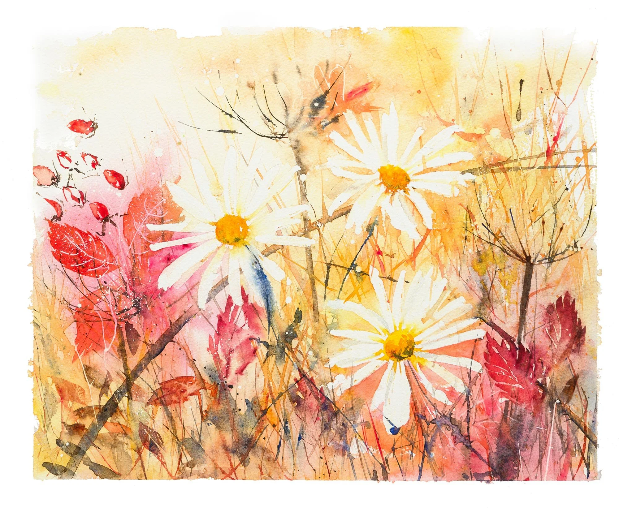 Sunset Daisies
